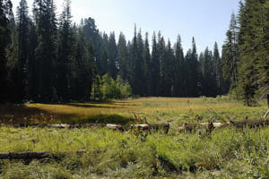 sequoia<br>NIKON D200, 20 mm, 100 ISO,  1/320 sec,  f : 5.6 